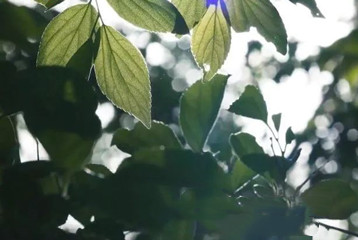 尋找百名困境兒童，聆聽童音，護(hù)苗成長